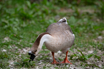 Goose