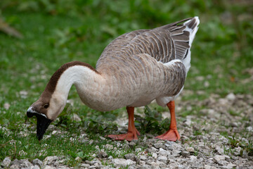 Goose