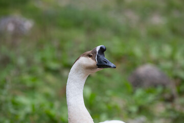 Goose