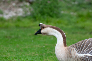 Goose