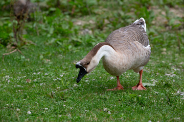 Goose
