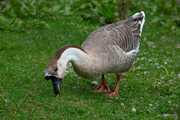 Goose