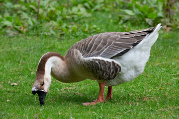 Goose