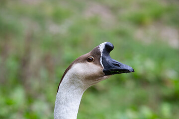 Goose