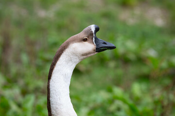 Goose