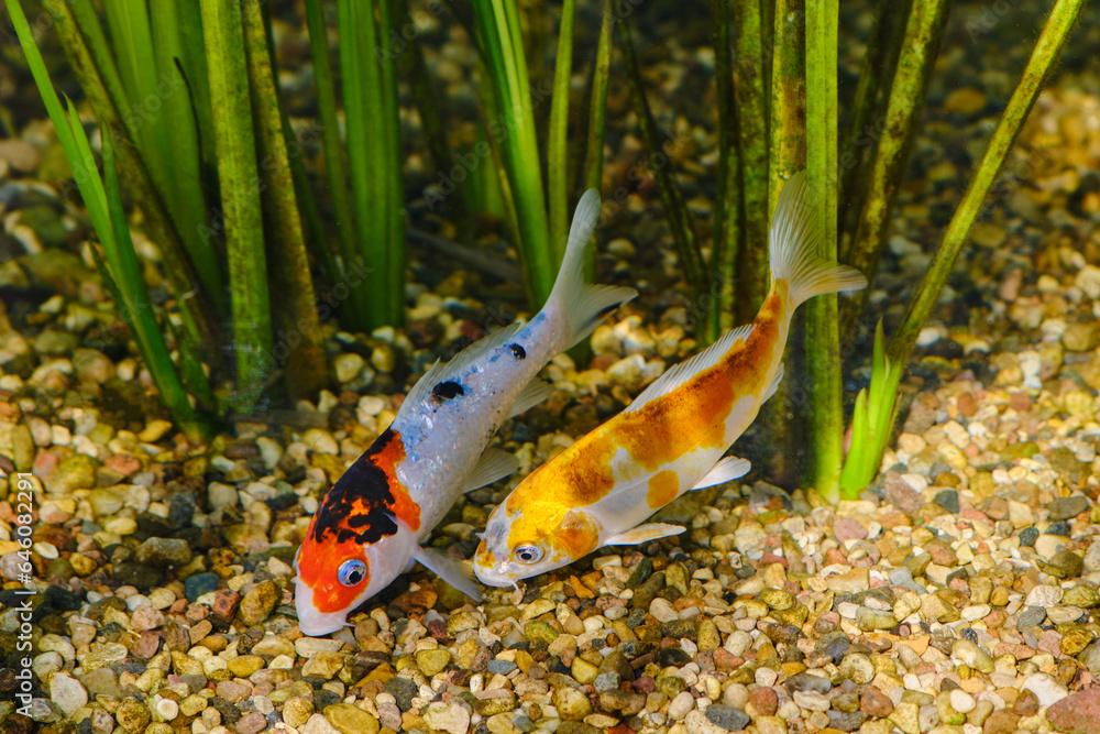 Poster Koi fish in a pond in the aquarium. Colorful fish.