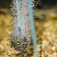 Oxygen from a plastic tube in an aquarium for breathing fish