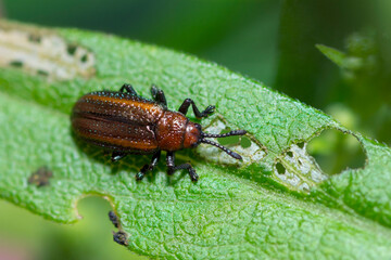 Goldenrod Leaf Miner Beetle on a leaf, Microrhopala Vittata