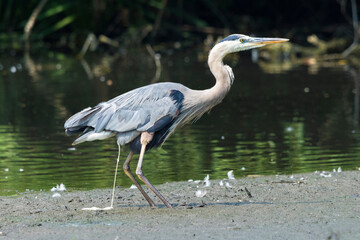 Great blue heron pooping, Ardea Herodias