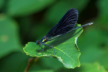 Selective focus on Ebony Jewelwing on a leaf, Calopteryx Maculata