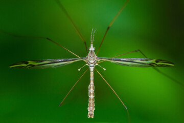 Crane fly, Tipula Furca