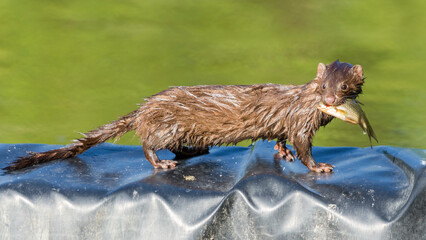 Selective focus on American mink, Neogale Vison, catching fish from a pond in Toronto, Canada