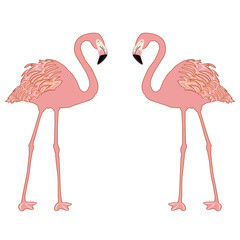 A pair of pink flamingos, wildlife illustration, exotic birds of the tropics, PNG file.