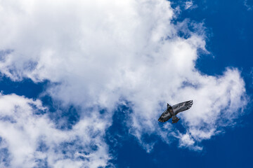 A kite in the form of an Eagle bird, flying against a blue sky with white clouds