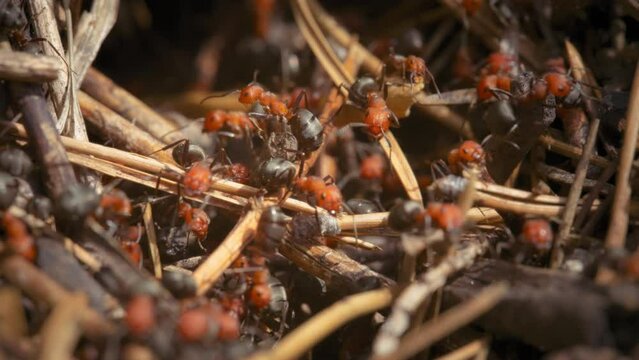 Fire ant colony crawling on the anthill in the woods. Slow motion. 