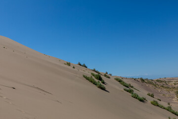 Fototapeta na wymiar Flora of Singing dune (dune) in Altyn-Emel National Park, Almaty region, Kazakhstan.