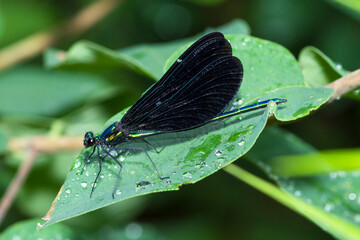 Selective focus on Ebony Jewelwing on a leaf, Calopteryx Maculata