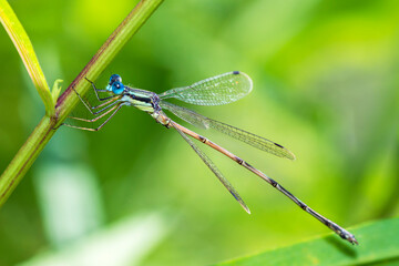 Slender Spreadwing damselfly, Lestes Rectangularis