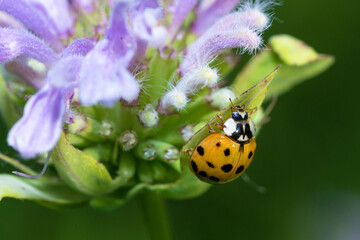 Asian Lady Beetle, Harmonia Axyridis