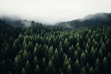 Pine trees in the forest seeing from above