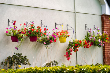 Bright colourful petunia flowers hanging in plant pots outside a village home - obrazy, fototapety, plakaty