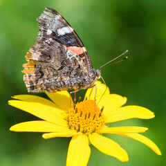 Selective focus on Red Admiral butterfly on a flower, Vanessa Atalanta