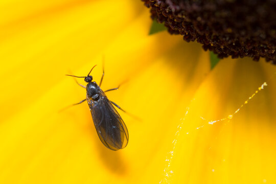 Dark-winged fungus gnat on a flower petal, Sciaridae