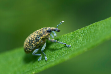 Canada Thistle Bud Weevil on a leaf, Larinus Carlinae