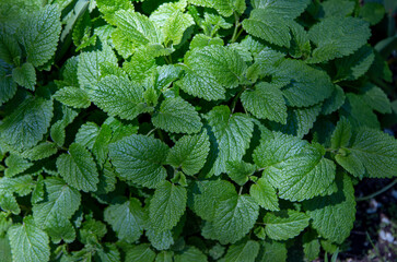 Close up green leaves of Lemon balm or Melissa officinalis -  a perennial herbaceous plant in the mint family, growing in the garden