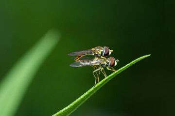 Eastern Calligrapher syrphid flies mating on a leaf, Toxomerus Geminatus