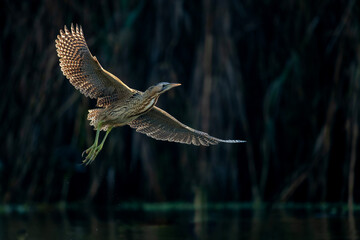 Eurasian Bittern or Great Bittern (Botaurus Stellaris) in flight
