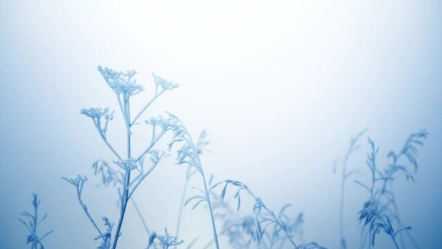 Frost-covered plants on the shore of lake at foggy sunrise. Plants swaying in the light wind. Winter nature background
