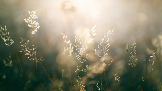 Dry autumn grass in a forest at sunset. Plants swaying in the light wind. Shallow depth of field. Beautiful autumn nature background
