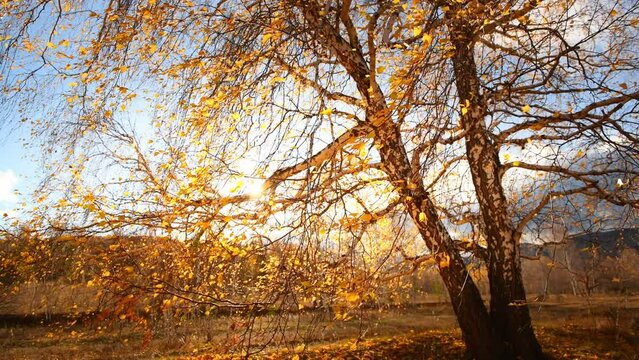 Autumn trees on the forest meadow at sunset. Yellow leaves swaying in the light wind. Fall foliage. Beautiful autumn landscape.  
