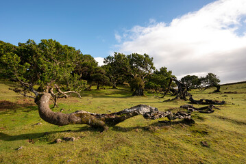 Gnarled trunk of a nearly horizontally growing stinkwood laurel tree (Ocotea foetens) at Fanal, Madeira