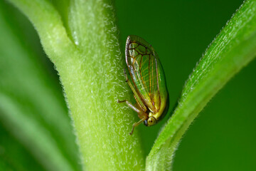 Typical Treehopper on a flower stem, Acutalis Tartarea