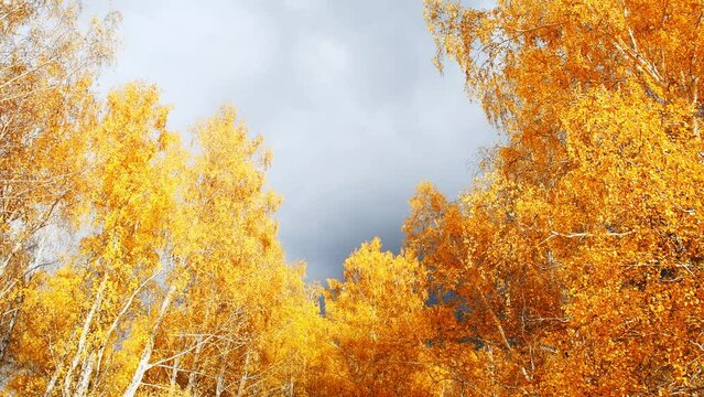Autumn trees in a forest against the cloudy sky. Yellow leaves swaying in the light wind. Fall foliage. Beautiful autumn landscape.  
