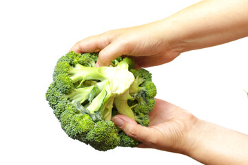 Woman is holding broccoli. Broccoli cabbage isolated on white background