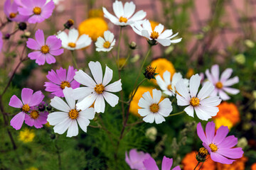 Cosmos flowers 
