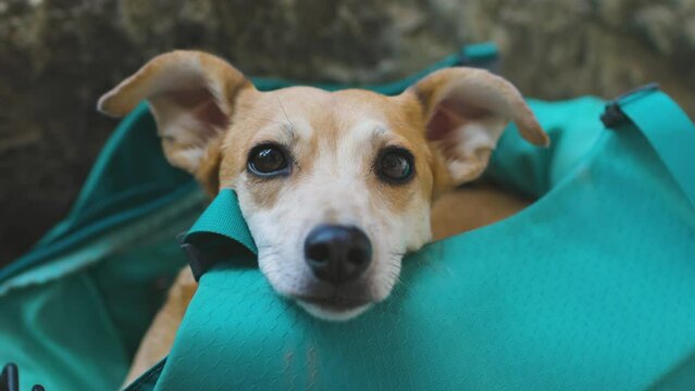 cute dog looks at the camera and wiggles his ears funny. the dog lies in a backpack in nature.