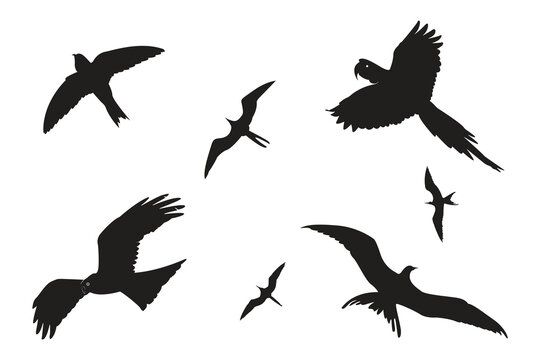 birds flying vector in   white background.