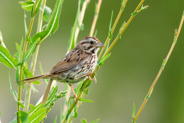 Selective focus on an adult song sparrow bird, Melospiza Melodia, perched on a branch