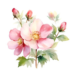 Naklejka na ściany i meble Watercolor wild tea rose hibiscus illustration Generative AI, png image.