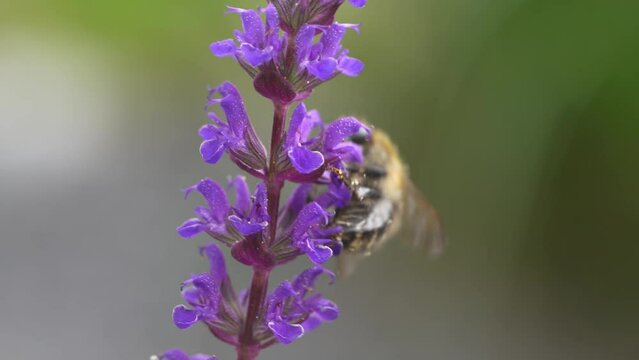 Macro, close up of bees collecting pollen during pollination season on purple sage flower