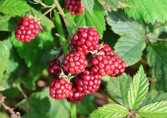 Unripe red blackberries on a blackberry bush. Closeup.