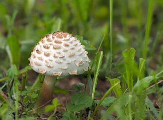 Chlorophyllum rhacodes, a white mushroom covered with large brown, strongly protruding scales,...