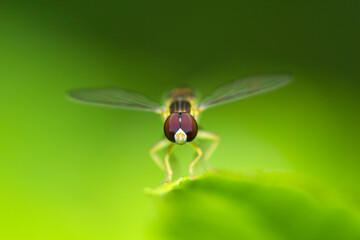Eastern Calligrapher syrphid fly head, Toxomerus Geminatus