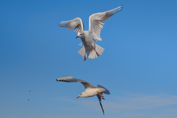 Seagulls flying near the sea, with the blue color of sky in the background
