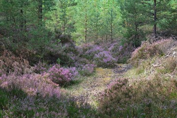 Beautiful heathlands in the forest near Bialogora. Pomerania, Poland