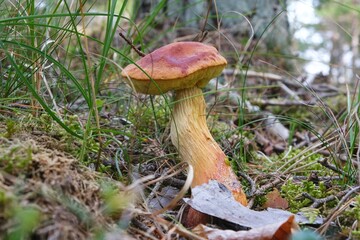Single mushroom Aureoboletus projectellus in heather in forest. It is bolete fungus. Found in North America, and recently in Europe.